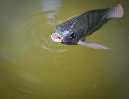 Los peces tilapia que nadan en la superficie en el río de agua viven en forma natural para obtener oxígeno en el día de verano foto