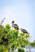 Large wood stork bird on tree in the national park Openbill stork photo