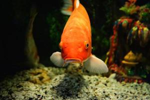 Orange common carp fish swimming underwater aquarium koi fish photo