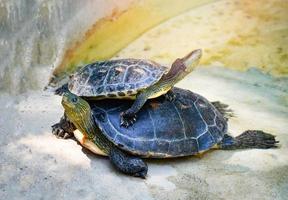 tortuga de cuello de rayas chinas en el zoológico de granja de estanques en el parque nacional foto