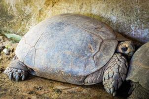 Tortoise lying on ground in the wildlife sanctuary in tropical island photo