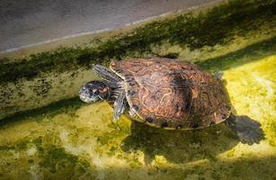 Turtle swimming water pond photo