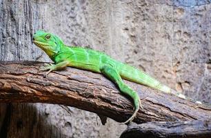 Chinese Green Water Dragon on branch tree photo