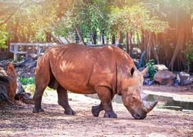 White rhino walking in the wildlife sanctuary Other names Rhinoceros photo