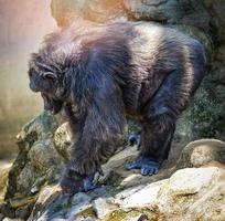 Old chimpanzee monkey walking in the national park pan troglodytes photo