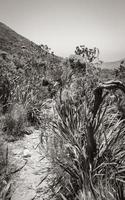 Desert-like hiking trail Tablemoutain National Park, Cape Town. photo