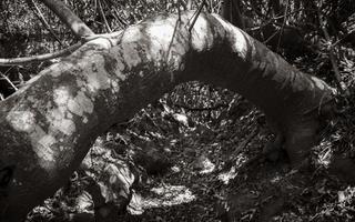 árbol curvo especialmente cultivado en el bosque del parque nacional tablemountain. foto