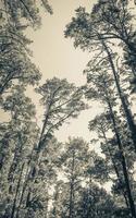 Treetops, tree trunks seen from below. Table Mountain National Parks. photo