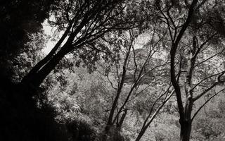 View between treetops Tablemountain National Park Cape Town, South Africa. photo