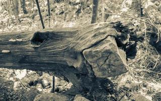 Tree eats stone, envelops rock breaks after storm. photo