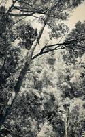 naturaleza y bosque en africa. parque nacional de la montaña de la mesa. foto