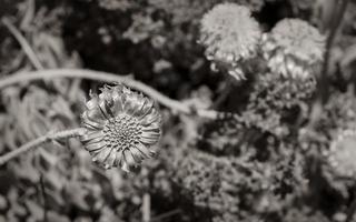 Plants and flowers at Table Mountain National Park South Africa. photo