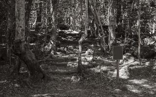 Shady forest path and hiking trail Table Mountain National Park. photo