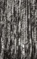 Trunks spruce pine fir coniferous trees Table Mountain National Park. photo