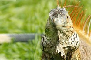 Las iguanas son un género de lagartijas que viven en los trópicos de América Central, América del Sur y las islas del Caribe. estos lagartos fueron descritos por primera vez por un zoólogo austríaco, papel tapiz macro, iguana foto