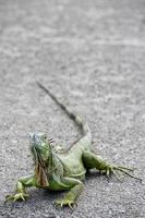 Las iguanas son un género de lagartijas que viven en los trópicos de América Central, América del Sur y las islas del Caribe. estos lagartos fueron descritos por primera vez por un zoólogo austríaco, papel tapiz macro, iguana foto