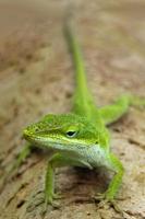 Las iguanas son un género de lagartijas que viven en los trópicos de América Central, América del Sur y las islas del Caribe. estos lagartos fueron descritos por primera vez por un zoólogo austríaco, papel tapiz macro, iguana foto