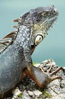 Iguanas are a genus of lizards that live in the tropics of Central America, South America and the Caribbean islands. These lizards were first described by an Austrian zoologist ,macro wallpaper,iguana