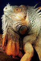 Iguanas are a genus of lizards that live in the tropics of Central America, South America and the Caribbean islands. These lizards were first described by an Austrian zoologist ,macro wallpaper,iguana