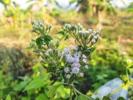 beauty white flower with hd photo