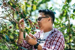 trabajador cosecha bayas de café arábica en su rama foto