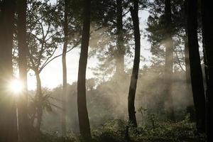 sol de la mañana brillando a través del bosque de pinos. foto