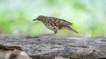 Scaly Thrush stand on the bamboo forest floor. photo