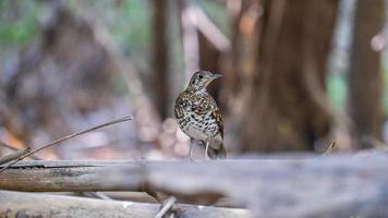 Scaly Thrush walking on the bamboo forest floor. photo