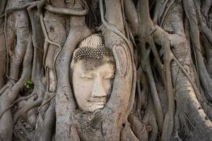 Head of Buddha Statue in Growing Tree Root at Wat Mahathat, Ayutthaya, Thailand photo