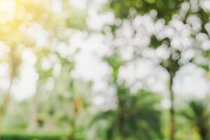 defocused bokeh and blur background of garden trees in sunlight with vintage toned. photo