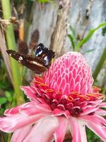 Butterfly on the Etlingera elatior Flower photo