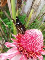 Butterfly on the Etlingera elatior Flower photo