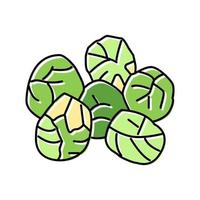 brussels cabbage color icon vector illustration