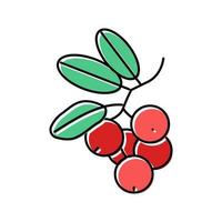 lingonberry berry color icon vector illustration