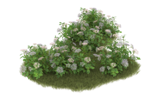 Realistic foliage isolated on transparent background. 3d rendering - illustration png