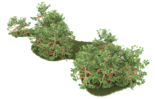 Realistic foliage isolated on transparent background. 3d rendering - illustration png