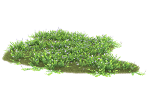 Realistic foliage isolated on transparent background. 3d rendering - illustration png