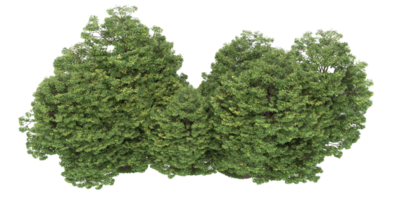 forêt réaliste isolée sur fond transparent. rendu 3d - illustration png