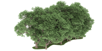 realistischer wald lokalisiert auf transparentem hintergrund. 3D-Rendering - Abbildung png