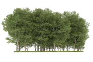 forêt réaliste isolée sur fond transparent. rendu 3d - illustration png