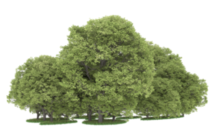 Realistic forest isolated on transparent background. 3d rendering - illustration png