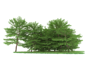 forêt réaliste isolée sur fond transparent. rendu 3d - illustration png