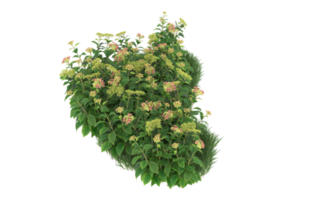 Realistic foliage isolated on transparent background. 3d rendering - illustration png