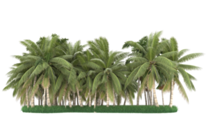 Palm trees isolated on transparent background. 3d rendering - illustration png