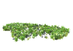 Realistic foliage isolated on transparent background. 3d rendering - illustration png