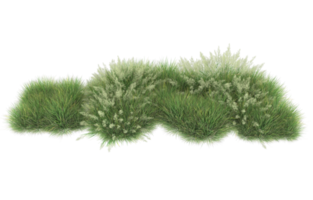 Realistic foliage isolated on transparent background. 3d rendering - illustration png