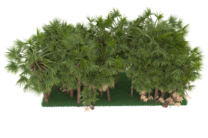 Palm trees isolated on transparent background. 3d rendering - illustration png