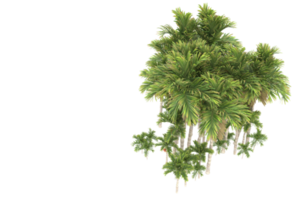 palma alberi isolato su trasparente sfondo. 3d interpretazione - illustrazione png