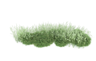 Realistic foliage isolated on transparent background. 3d rendering - illustration png