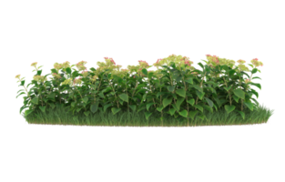 Realistic foliage isolated on transparent background. 3d rendering - illustration png